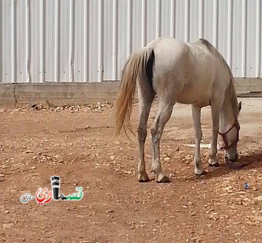مناشدة من الاهل في كفرقاسم : حصان فقد في كفرقاسم بالأمس الرجاء المساعدة في العثور عليه 